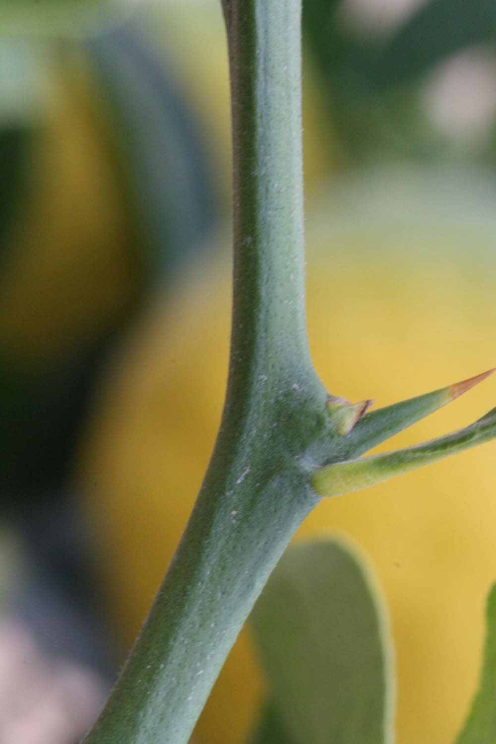              First year twig of  Citrus paradisi     x  Poncirus trifoliata                  (1452, Riverside,   CA)       